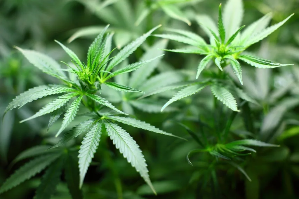 Two marijuana production laboratories and 12 kilograms of drugs found in Subotica 1 Pronađene dvije laboratorije za proizvodnju marihuane i 12 kilograma droge u Subotici