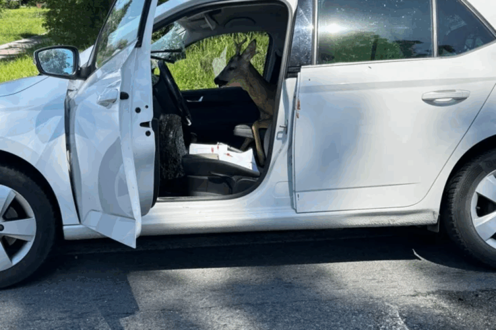 Srndać probio staklo i završio u automobilu, vozač prebačen u bolnicu 12 Srndać probio staklo i završio u automobilu, vozač prebačen u bolnicu