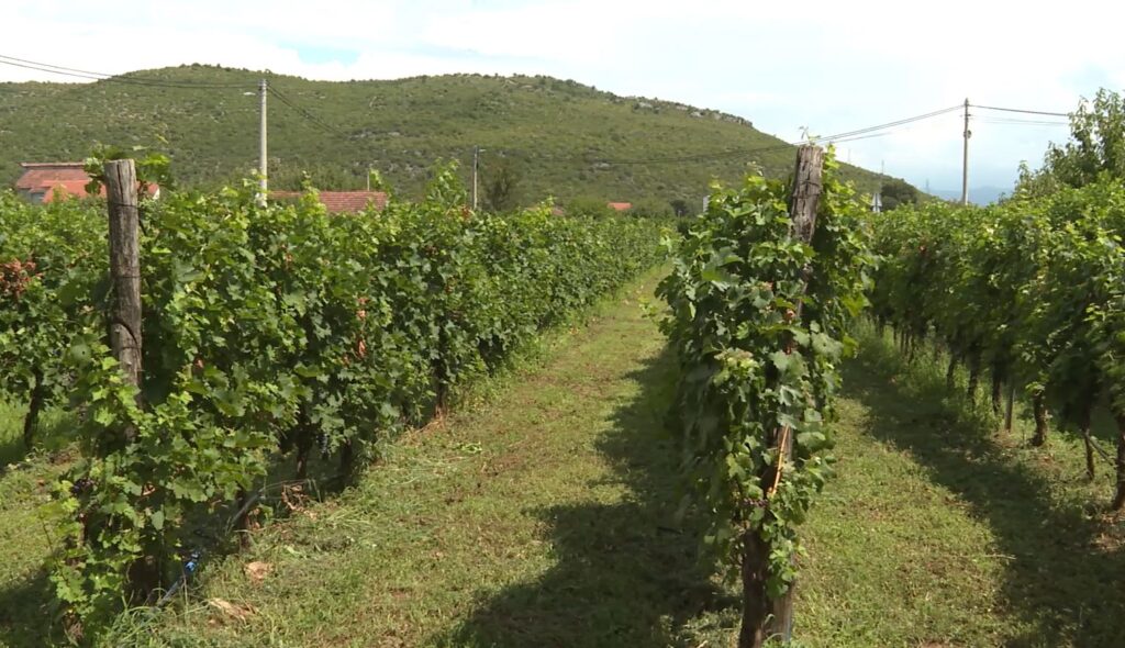 Za podršku poljoprivredi 805.000 eura: Prijavljeno više od 500 korisnika, u pojedinim oblastima apliciranje još traje