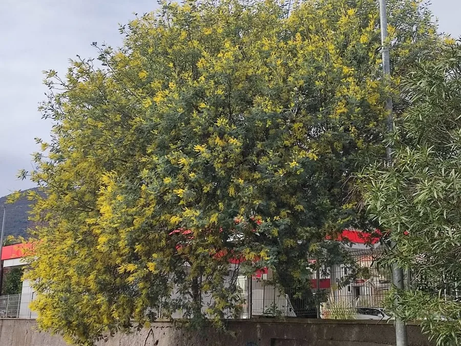 Počinje fešta nad feštama u Herceg Novom, 57. Praznik mimoze: Hoteli i apartmani dobro popunjeni