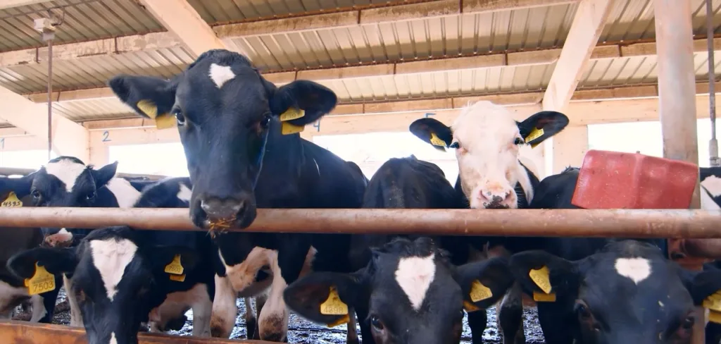 Monstat: Više goveda i ovaca