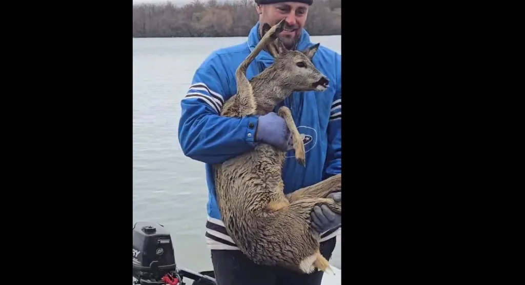 Pošli da pecaju, a spasili srnu iz Krupačkog jezera