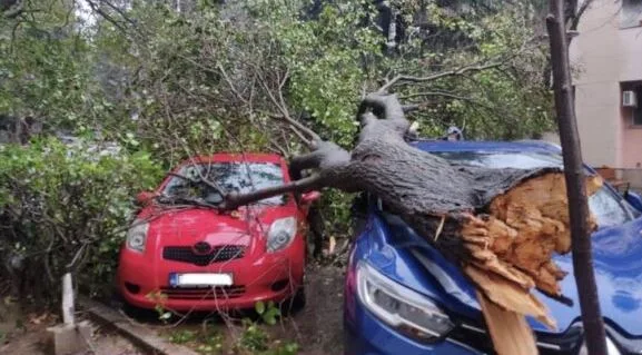 (FOTO) Uklonjeno oboreno stablo sa Bulevara Ivana Crnojevića: Oštećeni automobili