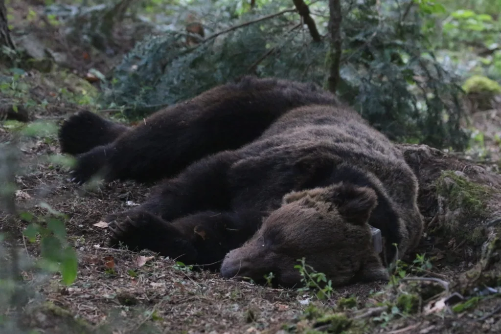 Uhvaćen i telemetrijski obilježen medvjed u NP Durmitor 7 Uhvaćen i telemetrijski obilježen medvjed u NP Durmitor