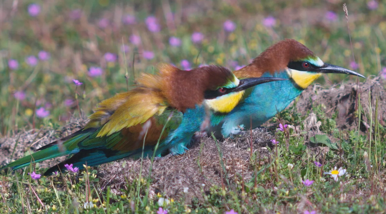 European Bee eater Merops apiaster Peter Sackl 2 1320x733 1