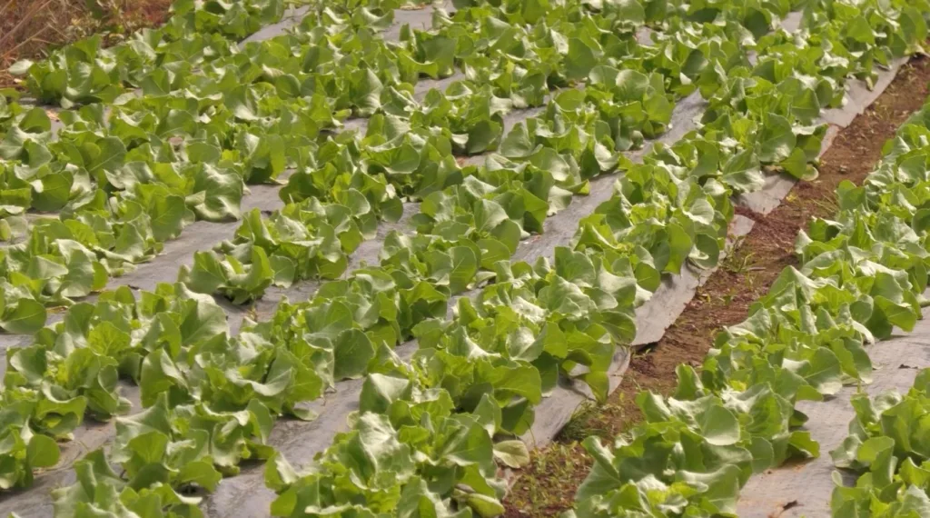 (VIDEO) Poljoprivrednici: Agrobudžet od 77,32 miliona eura nedovoljan za razvoj domaće proizvodnje