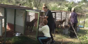 Na sigurnu lokaciju prebačeno više od 30 pasa, slučaj pred tužilaštvom