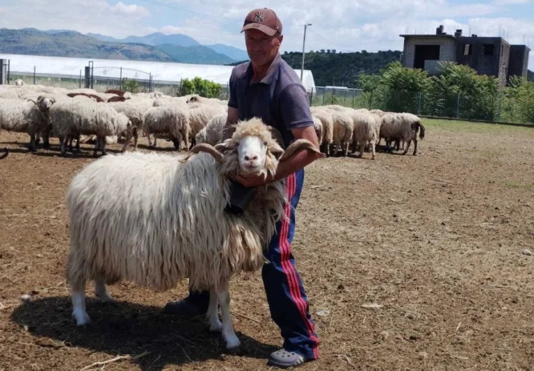 Velika potražnja za kurbanima uoči Bajrama, cijene od 300 do 500 eura