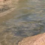 Krupačko, Slano i Grahovsko jezero bogatiji za oko dvije i po tone ribe