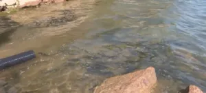 Krupačko, Slano i Grahovsko jezero bogatiji za oko dvije i po tone ribe 13 Krupačko, Slano i Grahovsko jezero bogatiji za oko dvije i po tone ribe