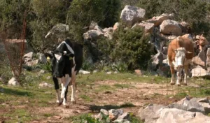 (VIDEO) Udvostručeno interesovanje građana za programe podrške poljoprivredi: Pristiglo više od 650 zahtjeva 2 (VIDEO) Udvostručeno interesovanje građana za programe podrške poljoprivredi: Pristiglo više od 650 zahtjeva