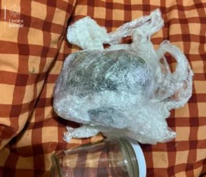 Policija u Podgorici zaplijenila marihuanu i kokain, uhapšene dvije osobe 2 Policija u Podgorici zaplijenila marihuanu i kokain, uhapšene dvije osobe