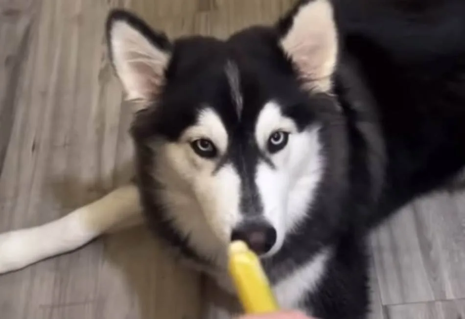 Pet rasa pasa koje se dobro slažu sa mačkama: Ne vide u njima plijen, već člana porodice